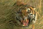 On the prowl